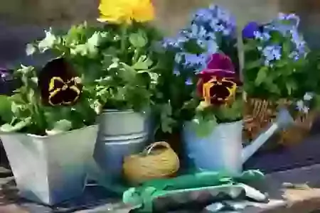 Bring and buy plant sale and coffee morning